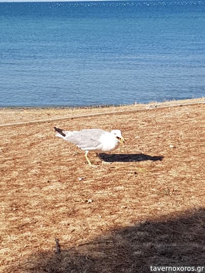 [εικόνα]